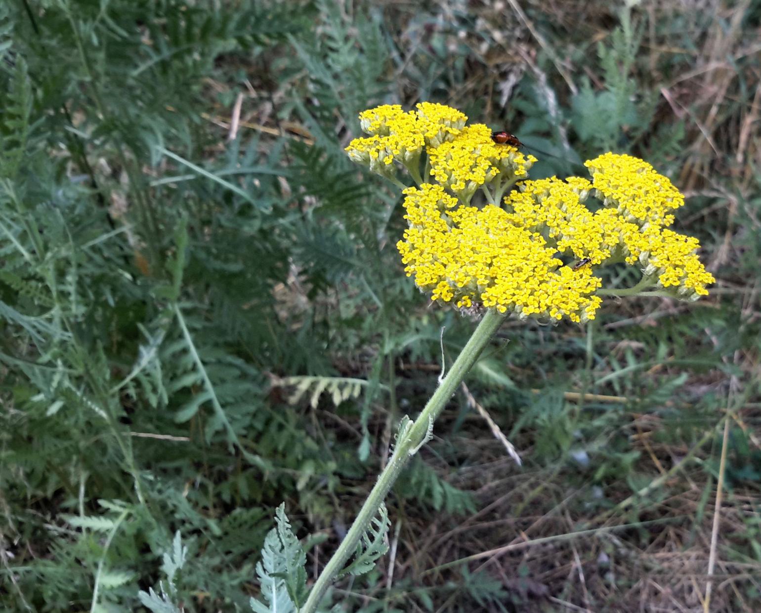 Tansy